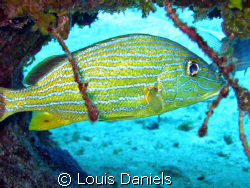 You cant see me.... by Louis Daniels 